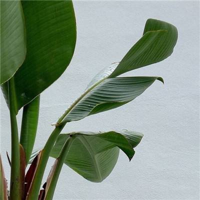 2023年香港资料精准手机app下载