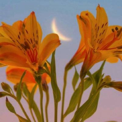 49图库资料免费大全资料澳门app下载