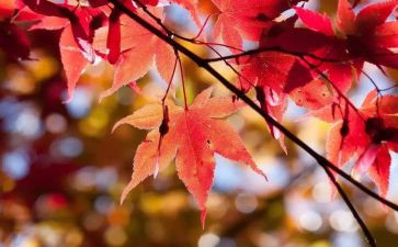 幼儿园10月工作计划8篇