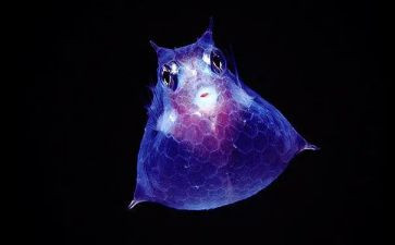 2023生物教学工作计划精选5篇