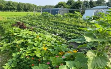 社会实践做菜心得体会7篇