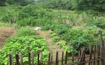 去菜市场作文优质6篇