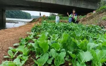 我的菜作文300字优秀7篇