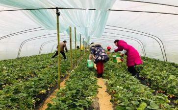 亲子采摘活动方案推荐7篇