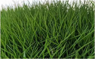 草观后感7篇