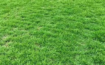 小班草教案及反思模板5篇