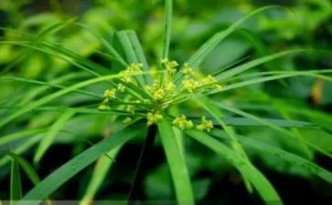 草房子心得500字5篇