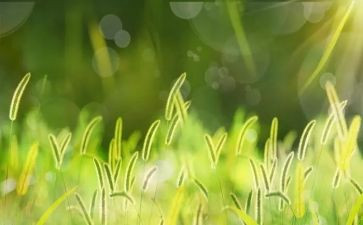 我是棵小草的作文推荐6篇