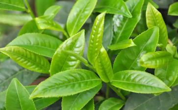 茶心得体会500字优秀7篇