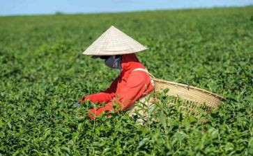 茶道的心得5篇