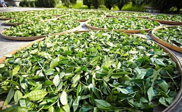 小班关于茶的教案7篇