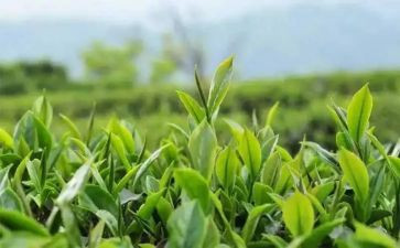 茶艺培训茶艺培训心得体会5篇
