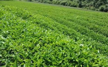 不是茶读后感7篇