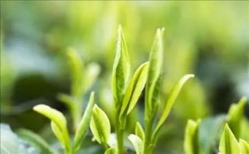 大班茶主题教案参考6篇