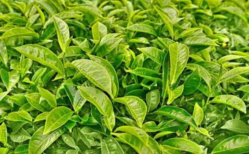 茶心得体会500字参考8篇