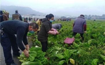 川农毕业自我鉴定通用8篇