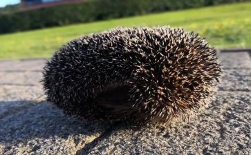 养刺猬的作文模板6篇