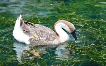 天鹅作文600字6篇