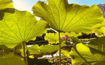 荷塘作文400字作文5篇