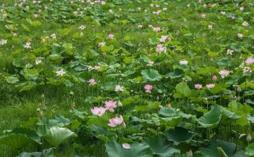 荷塘作文600字优秀8篇