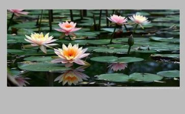 荷塘作文600字6篇