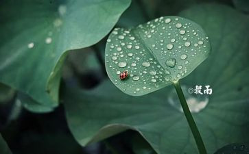 关于节气的作文优秀8篇