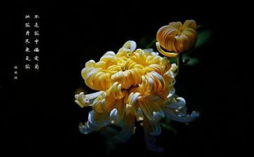 关于菊花作文600字7篇