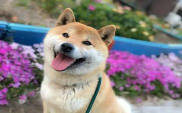 他开心作文400字作文7篇