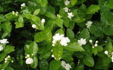 幼儿园茉莉花教案8篇