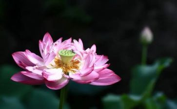写莲花作文8篇