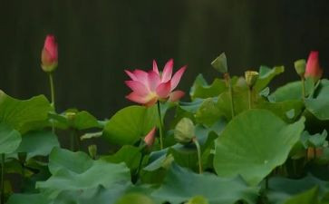 写莲花作文通用6篇