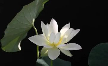 莲花作文优质8篇