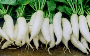 幼儿园切萝卜教案8篇