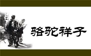 卖骆驼读后感300字精选6篇