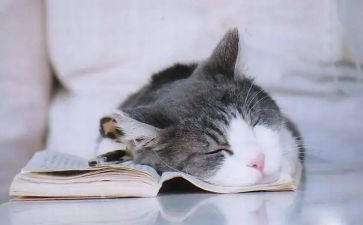 《猫》演讲稿通用6篇