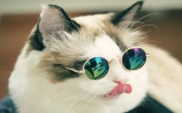 中班语言《小猫钓鱼》教案7篇
