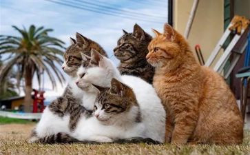 猫的读后感700字优秀6篇