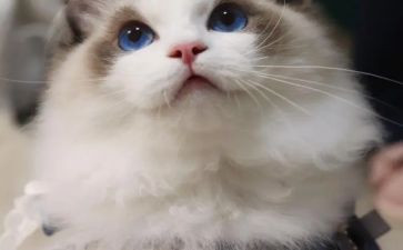 猫的读后感三百字作文5篇