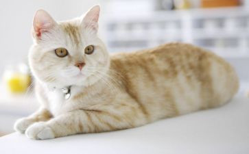 藏猫猫教案6篇