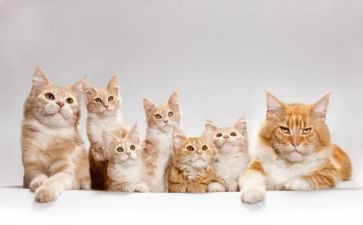 关于《猫》的作文优秀5篇