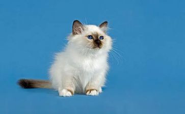 天猫客服月工作总结优秀6篇