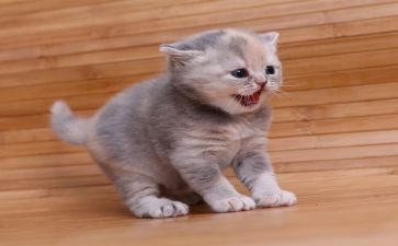 小猫作文参考7篇