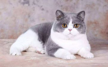 大老鼠小个子猫的读后感5篇