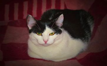 朝花夕拾猫读后感1000字8篇