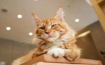 狗和猫故事的读后感模板8篇