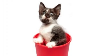 画熊猫的教案模板6篇