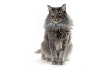 狗和猫故事的读后感参考8篇