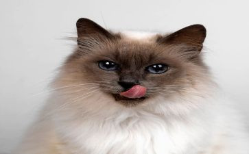 小小熊猫作文通用5篇