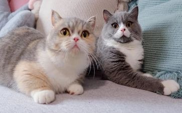 大个小老鼠小个子猫读后感优秀6篇