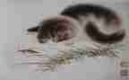 《猫》演讲稿最新8篇